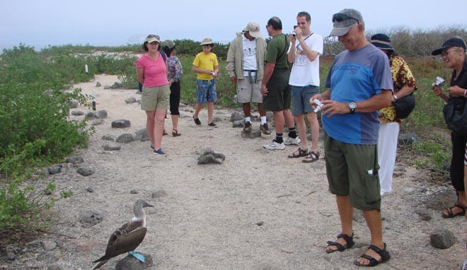 Blue-footed booby watching the parade of humans © BW Media
